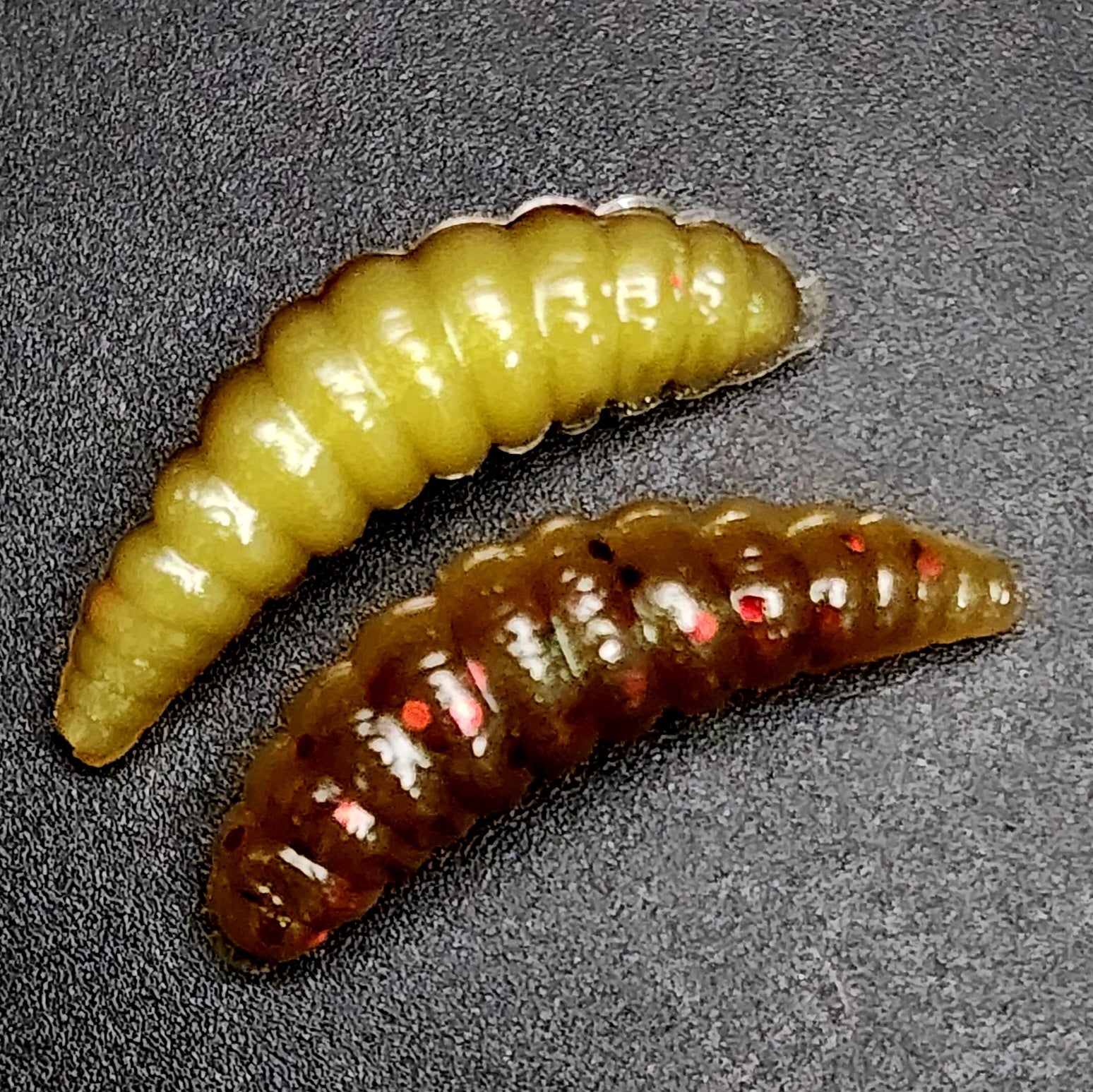 Jar of 1" Waxworm "The Tater Bug"