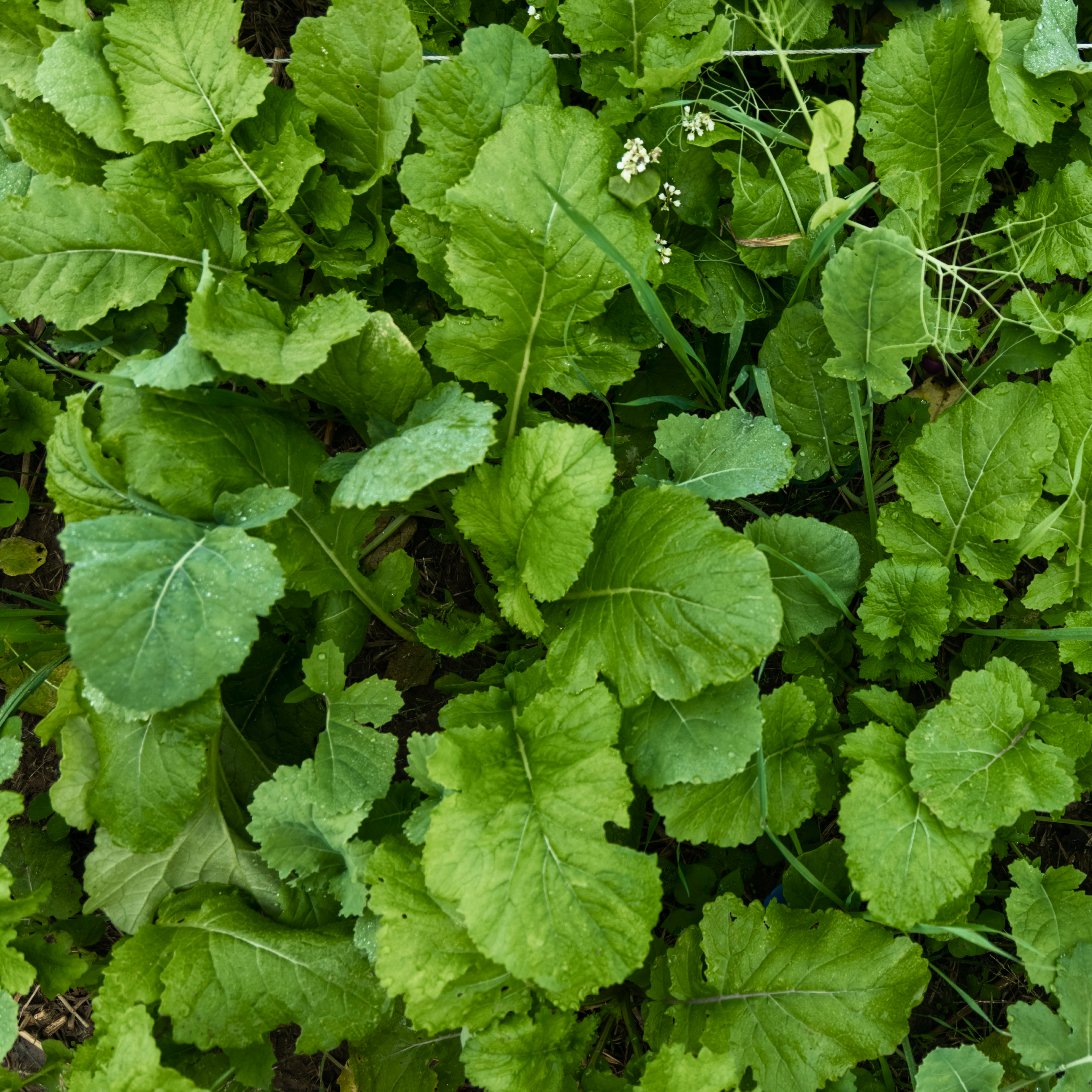 DeerGreens