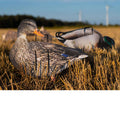 Pro II Lite Mallards